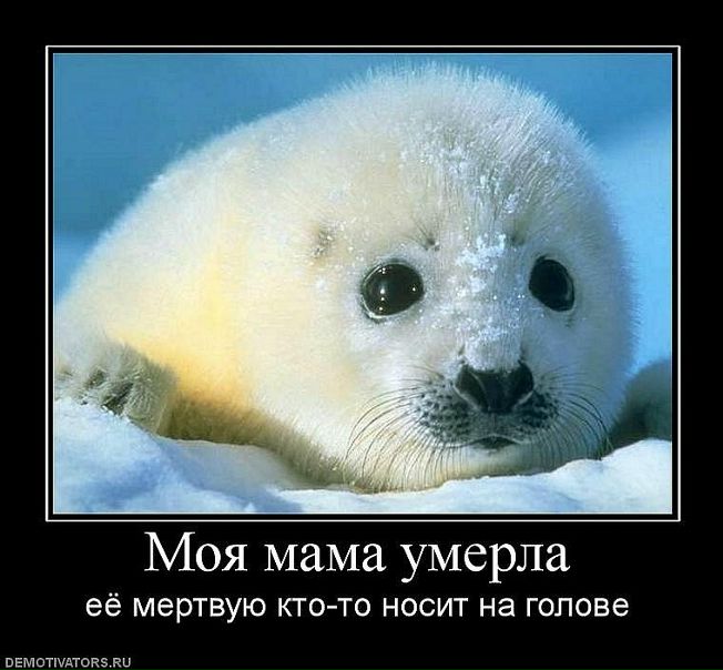 Дмитрий Евгеньевич фото №15