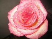 Фотография Кофинк Кати