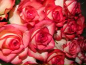 Софья Борисова фотография #49 (источник - https://vk.com/id665977)