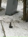 Інна Урдейчук фотография #25 (источник - https://vk.com/id41893511)