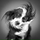 Фотография Кора Лина