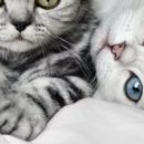 Наталія Олійник фотография #33 (источник - https://vk.com/id85387598)