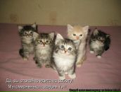 Ольга Селиванова фотография #20 (источник - https://vk.com/id878078)