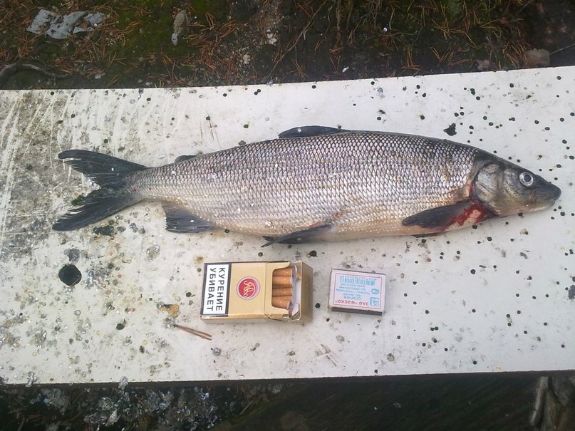 Сергей Михайлов фотография #6