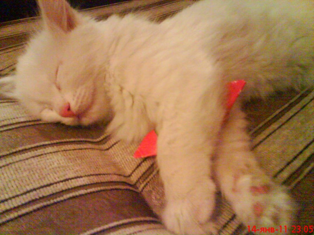 Данил Камелин фотография #9