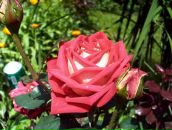 Ігор Солтан фотография #34 (источник - https://vk.com/id63835188)