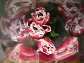 Лідія Павлюк фотография #27 (источник - https://vk.com/id82586801)