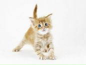 ♥☺асенька ☺♥ фотография #1