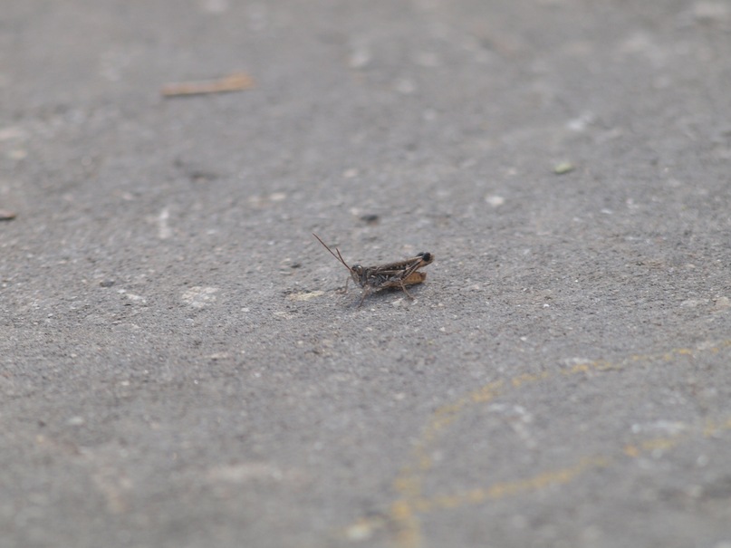 Сергей Гуревич фотография #10