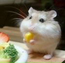 Фотография Бамбучъ Ила