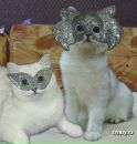 Фотография Корытовой Светланы