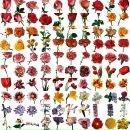 Фотография Лубяной Анны