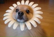 Степанія Колосовська фотография #16 (источник - https://vk.com/id66224320)