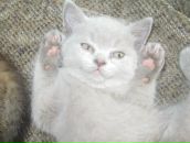 Фотография Зюбин Владимир