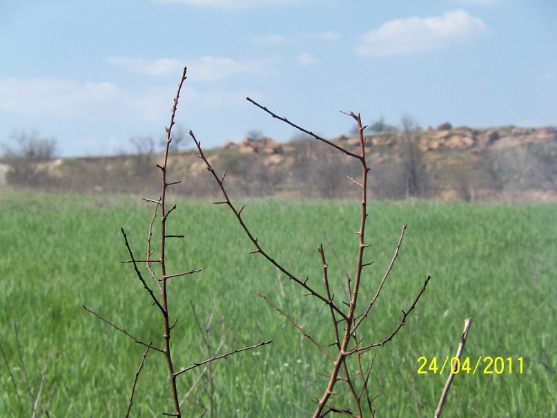 Анатолий Скороход фотография #28