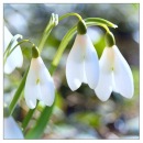 Фотография Биктимировой Гульфии