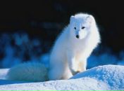 Фотография Исаченко Андрея