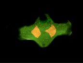 Фотография Joutsen Teggi