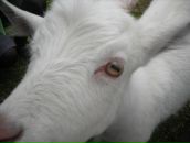 Фотография Григорьев Геннадий