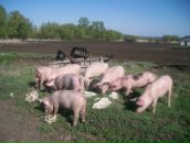 Фотография Дворянова Андрея