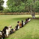 Богдан Гнатів фотография #13 (источник - https://vk.com/id132344035)