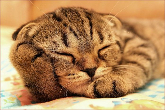 Евгений Хоффман фото №14