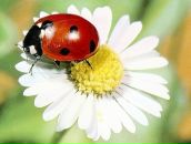 Наталія Ковалевська фотография #34 (источник - https://vk.com/id27301257)