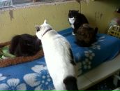 Ліда Omeltchouk фотография #22 (источник - https://vk.com/id19173680)