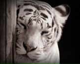 Фотография Кулеватовой Виктории