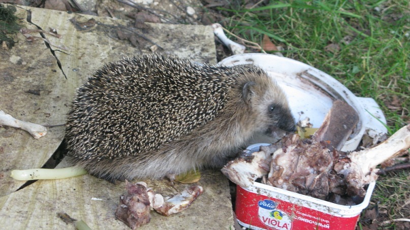 Катерина Старченко фотография #29