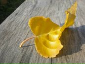 Фотография Золина Дмитрия