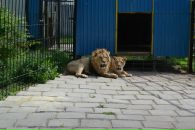 Оленка Неліпа фотография #31 (источник - https://vk.com/id18178915)