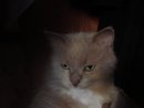 varya :) фотография #30 (источник - https://vk.com/id1183245)