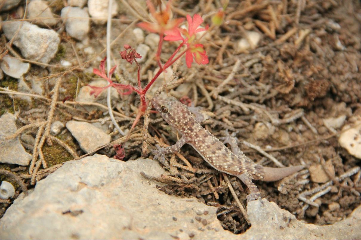 Женя Татировский фотография #35