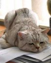 Іра Сидоренко фотография #46 (источник - https://vk.com/id31306493)