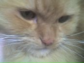 Тетяна Ємельянова фотография #34 (источник - https://vk.com/id12686786)