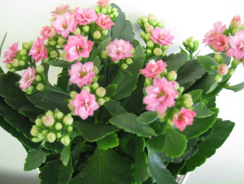 Оля Марченко фото №10