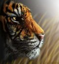 Ярослав Сідлецький фотография #22 (источник - https://vk.com/id70715134)