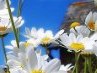 Діана Крицак фотография #6 (источник - https://vk.com/id123388680)