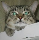 Фотография Нечеухина Артема