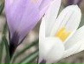 Юлія Камінських фотография #21 (источник - https://vk.com/id23022210)