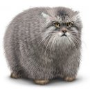 Свин ^_^ фотография #39 (источник - https://vk.com/id60082165)