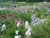 Фотография Швед (Калинина) Марии