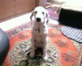 Антон Котов фотография #42 (источник - https://vk.com/id288997)