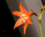 Фотография Гоглачёвой Елены