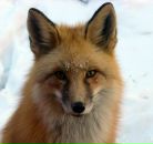 Фотография Зимник Ольги