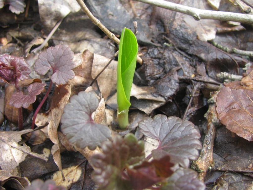 Ира Пивнева фотография #30