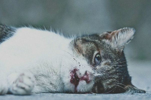 Давид Карась фото №31