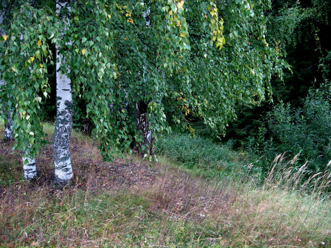 Дарья Дмитриева фотография #40