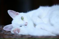 Ирина Сорокина фотография #16 (источник - https://vk.com/id271659)